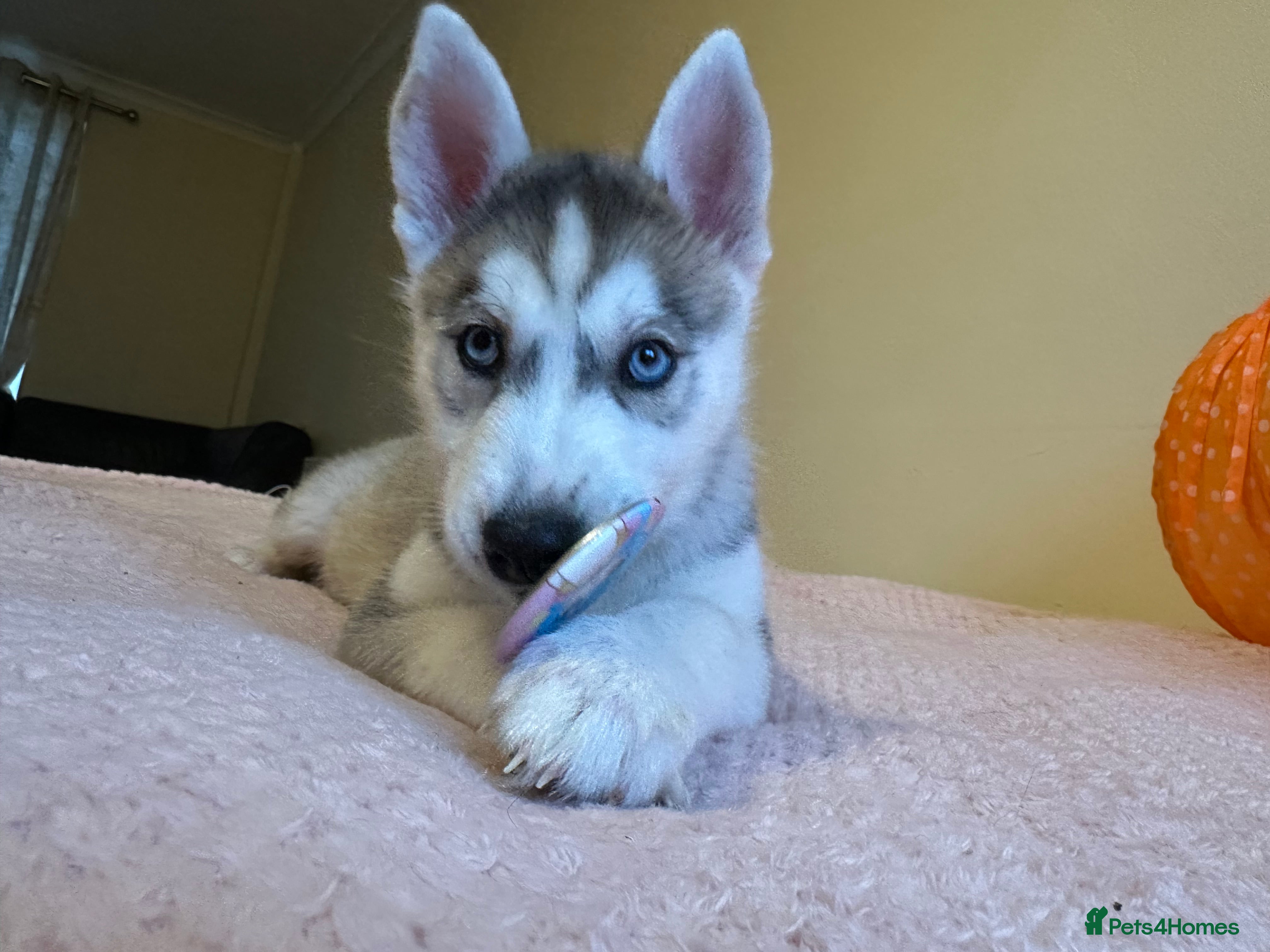 Siberian Husky dogs 🐾 3 puppies left- 2 girls & 1 boys 🐾 - Advert 4