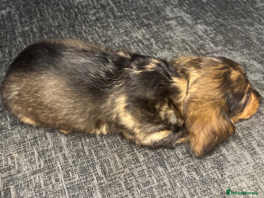 Miniature Dachshund dogs for sale: Champion Longhaired Miniature Dachshund Puppies - Advert 32