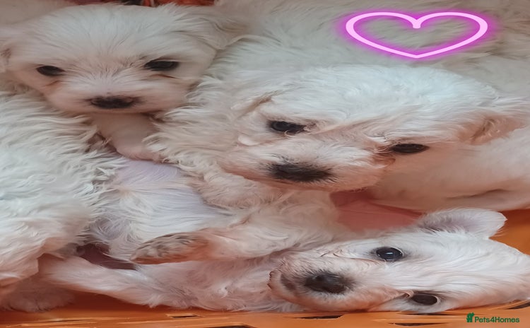 Bichon Frise dogs - Advert 2