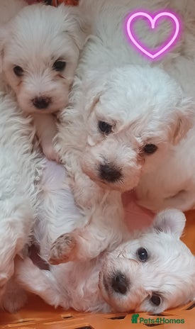 Bichon Frise dogs - Advert 2