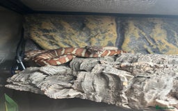 Python Snake reptiles for sale: Hypo Bredli Python - Image 2