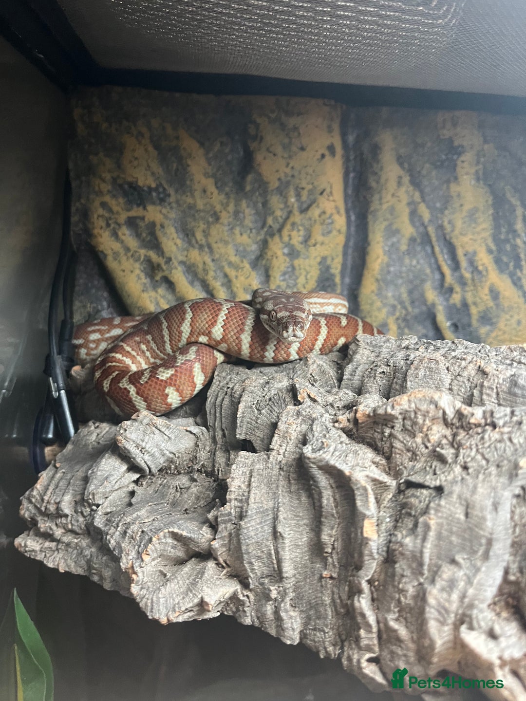 Python Snake reptiles for sale: Hypo Bredli Python - Image 2