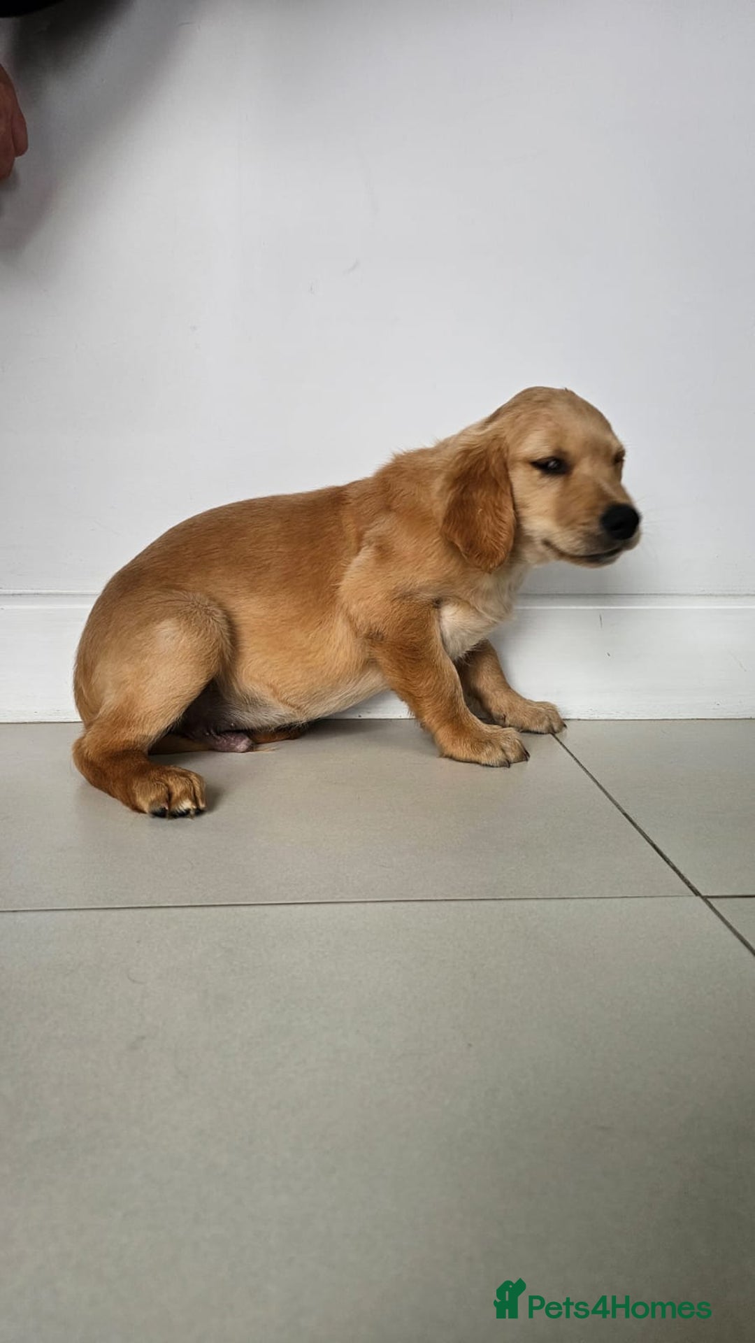 Golden Retriever dogs for sale: Golden Retriever Puppies  - Image 8