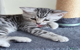 Bengal cats for sale: bengal kittens - Image 4