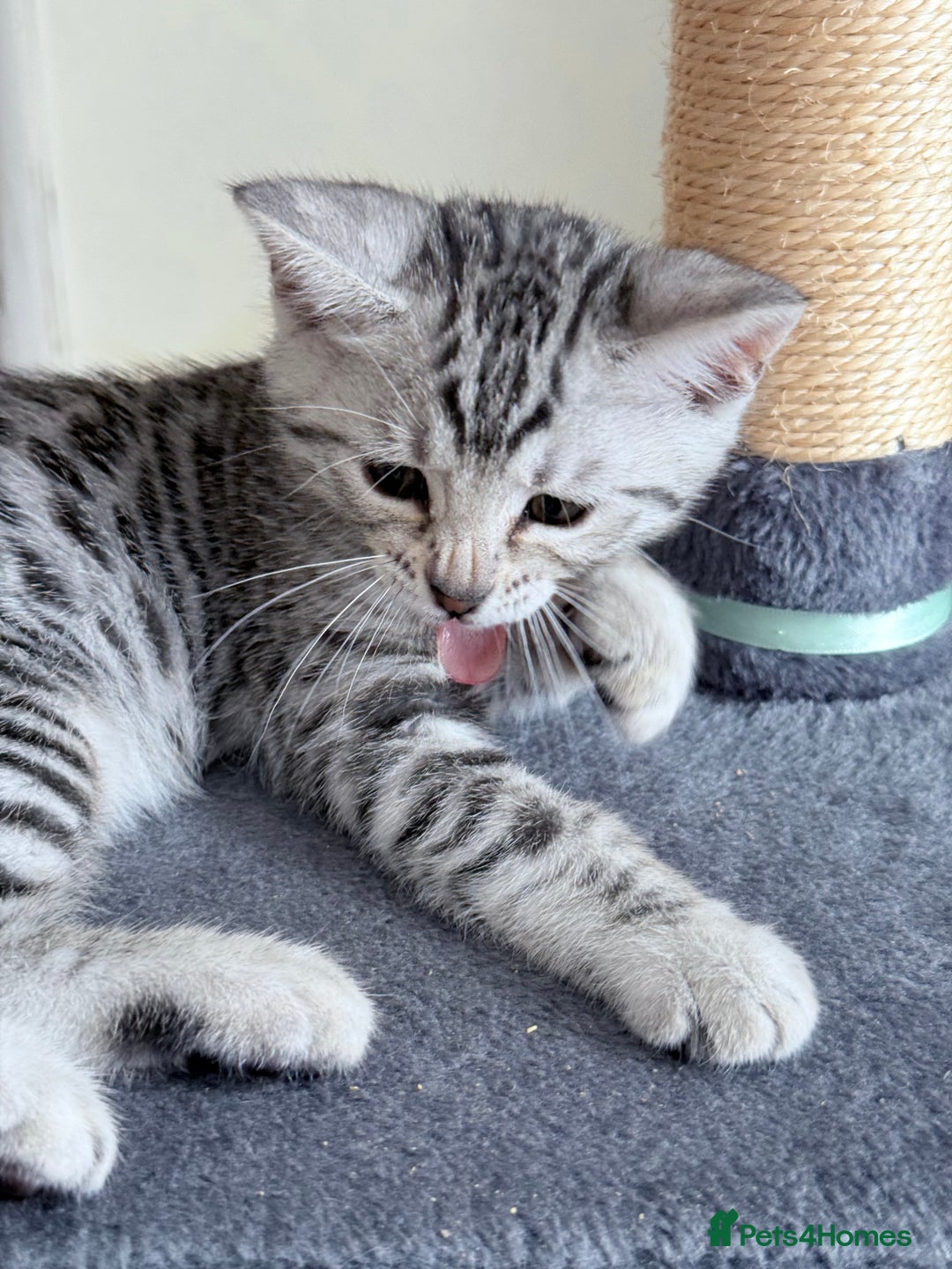 Bengal cats for sale: bengal kittens - Image 4