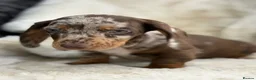 Miniature Dachshund dogs for sale: Stunning mini smooth dachshund puppies  - Advert 16
