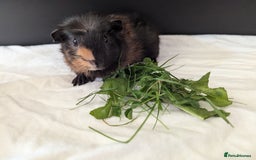 Guinea Pig rodents for sale: Male 4month old guinea pig  - Image 2