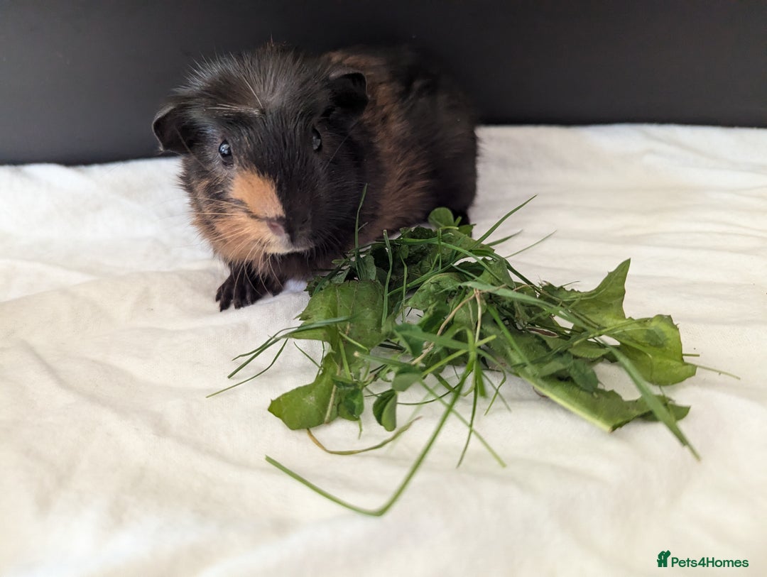 Guinea Pig rodents for sale: Male 4month old guinea pig  - Image 2