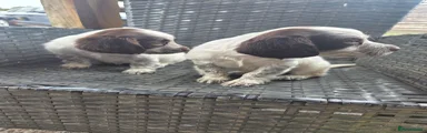 Cocker Spaniel 3