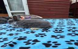 Netherland Dwarf rabbits for sale: 3 Netherland Dwarf bunnies ready 4 forever homes  - Image 21