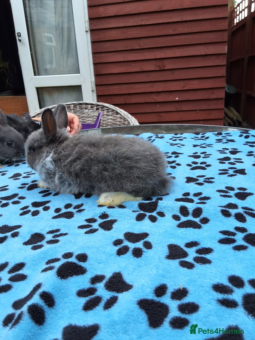 Netherland Dwarf rabbits for sale: 3 Netherland Dwarf bunnies ready 4 forever homes  - Image 21