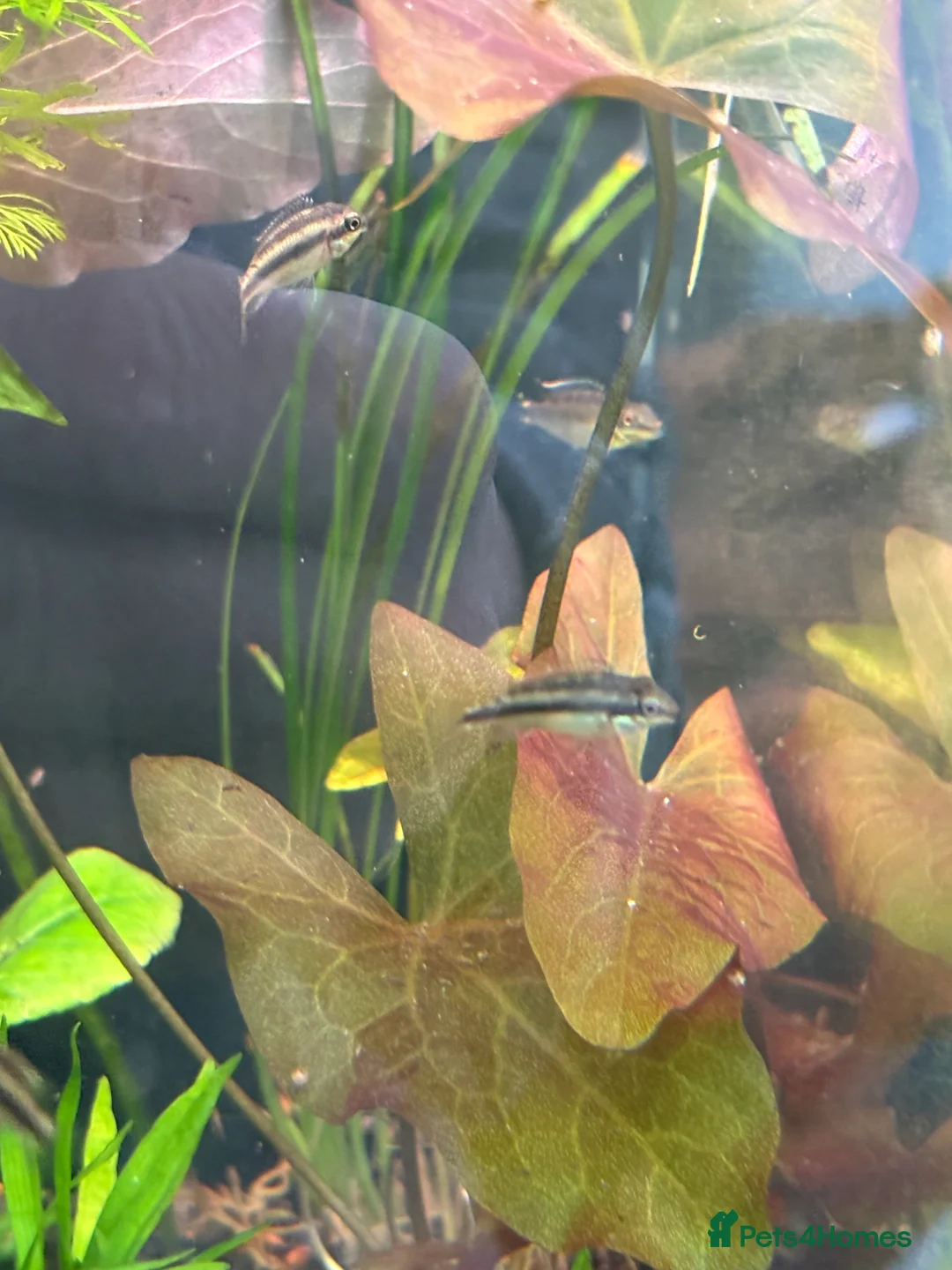 Cichlids fish for sale: Kribensis - Advert 3