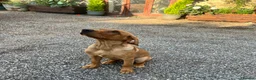 Labrador Retriever dogs for sale: 4 month old Fox Red Lab Health tested Male  - Advert 4