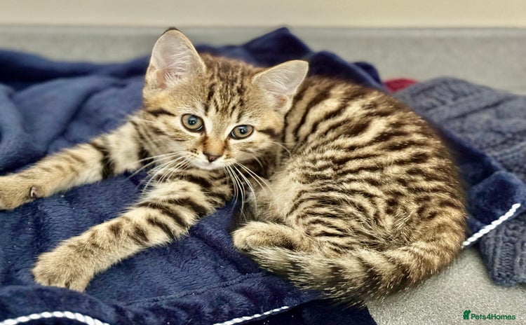 Savannah cats - Advert 4