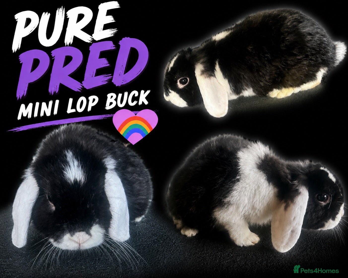 Mini Lop rabbits Mini lop looking for a new home  - Advert 12