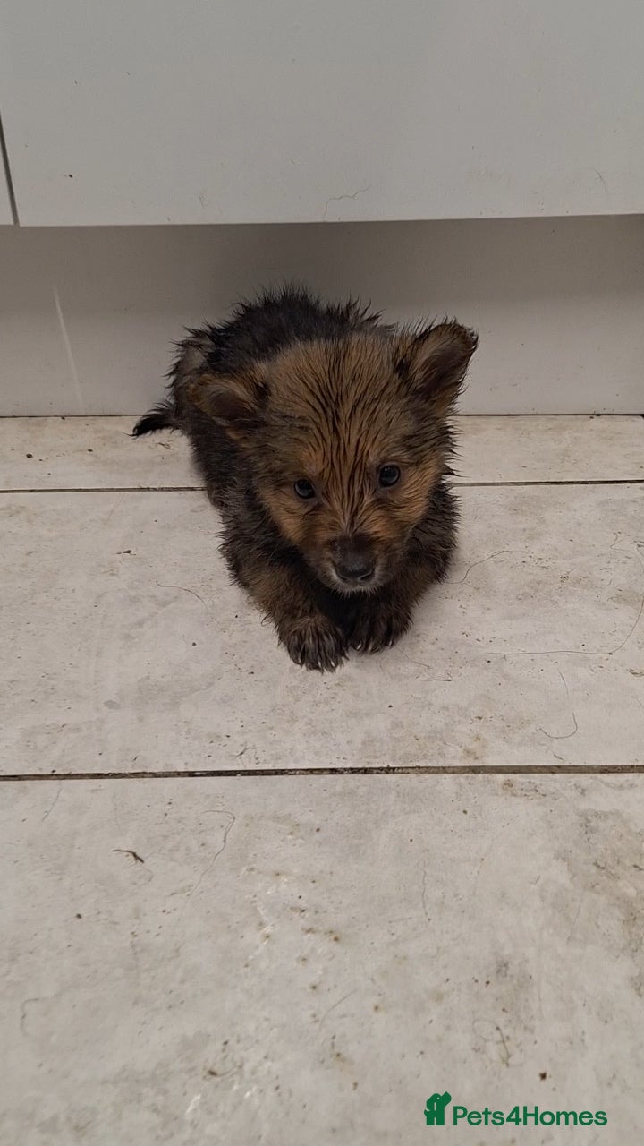 Mixed Breed dogs Shollie Pups - Advert 2