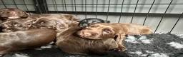 Cocker Spaniel dogs for sale: Fully Health tested kc registered working cocker  - Advert 9