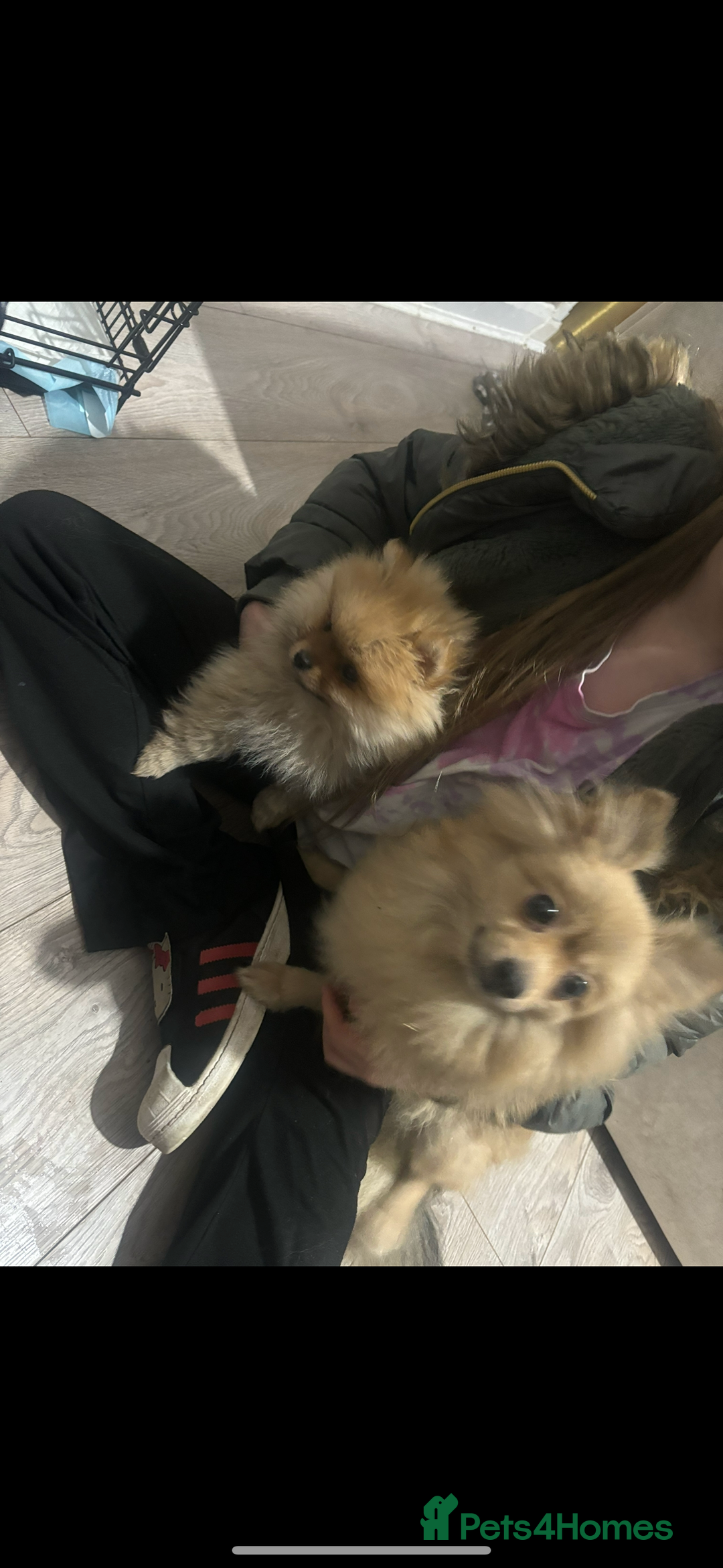 Pomeranian dogs for sale: Cream/tan male teddy pomeranian - Advert 7