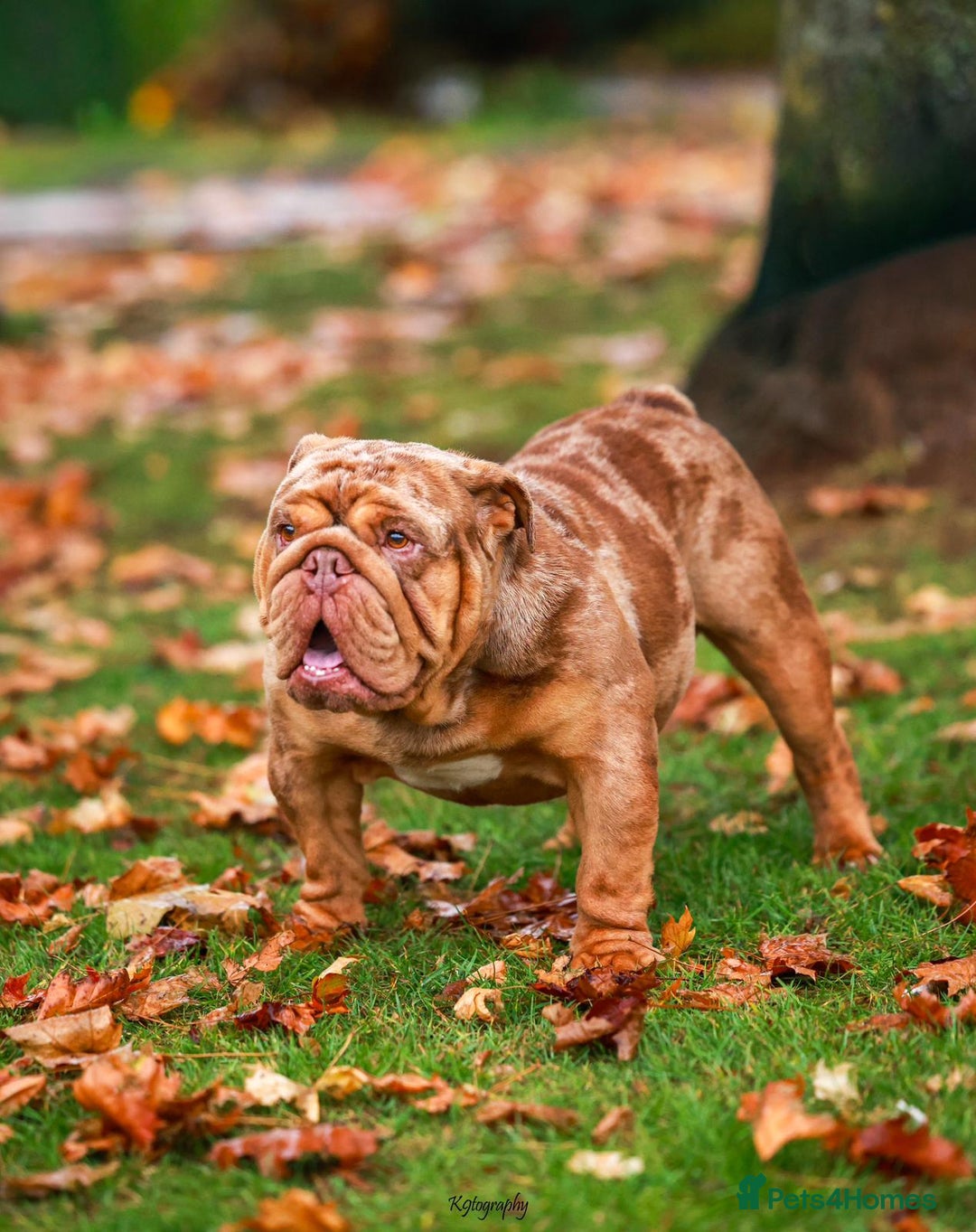 English Bulldog dogs for stud: Chocolate Merle stud English bulldog - Advert 3