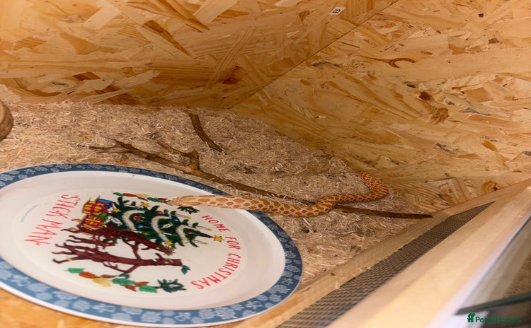 Snake reptiles Noodle the Hognose  - Advert 2