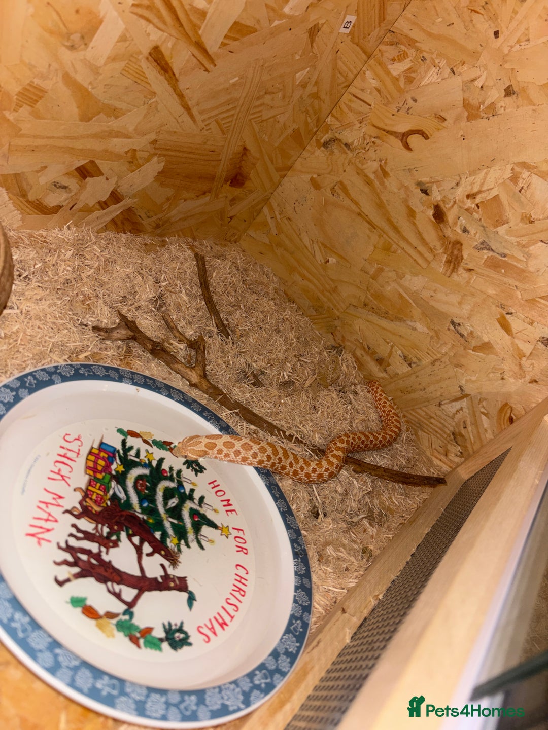 Snake reptiles for sale: Noodle the Hognose  - Advert 1