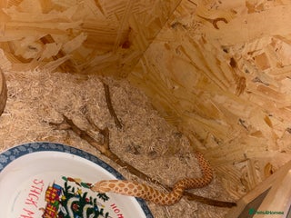 Snake reptiles Noodle the Hognose - Advert 2