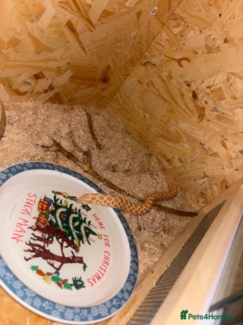 Snake reptiles Noodle the Hognose - Advert 1