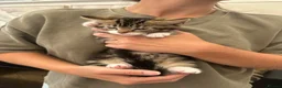 Mixed Breed cats for sale: Beautiful tabby kittens for sale - Advert 30