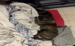Mastiff dogs for sale: Clyde  - Image 3