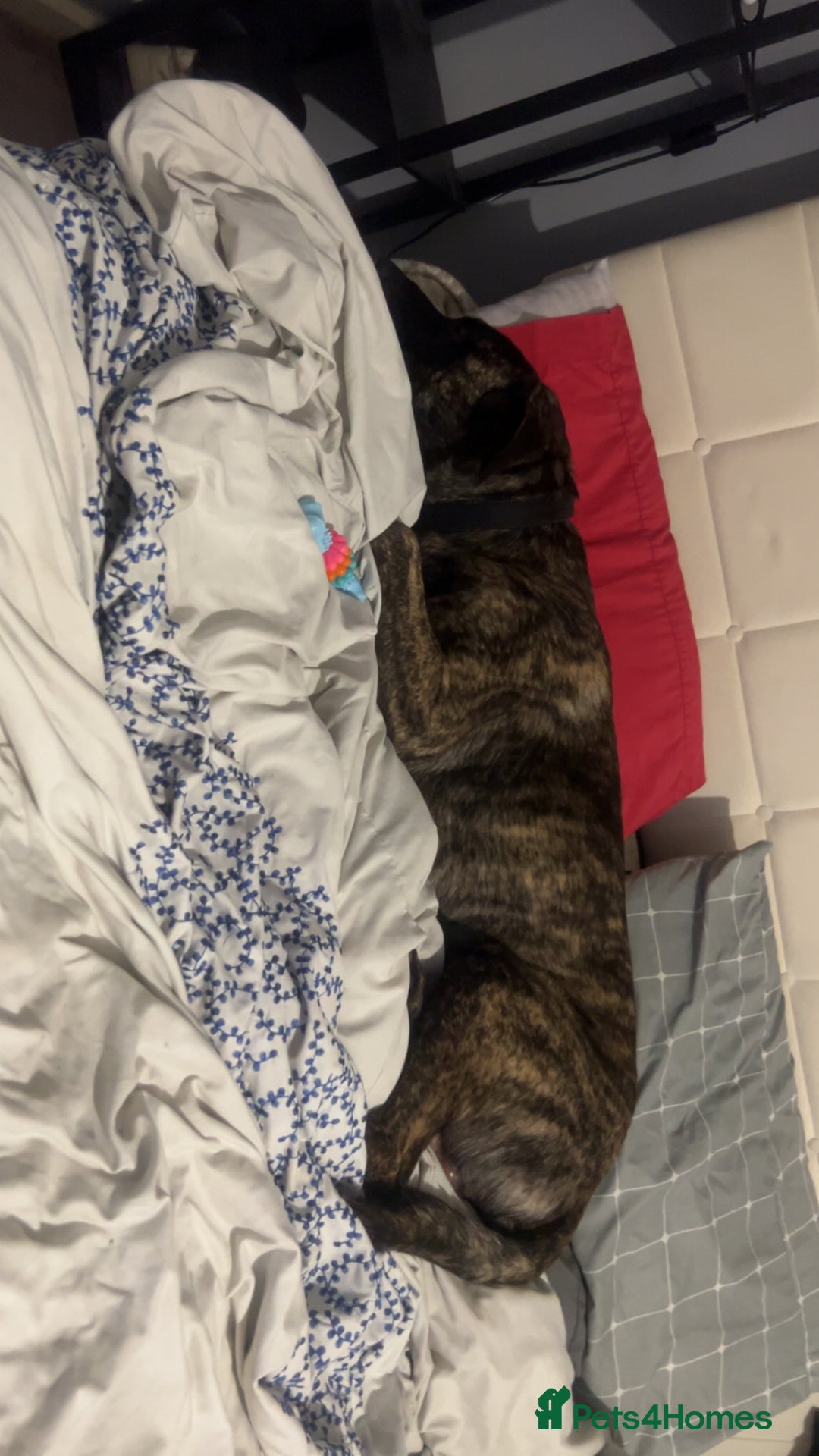 Mastiff dogs for sale: Clyde  - Image 3