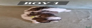 Shih Tzu 1