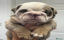 English Bulldog dogs for sale: English bulldog bible John lines  - Image 13