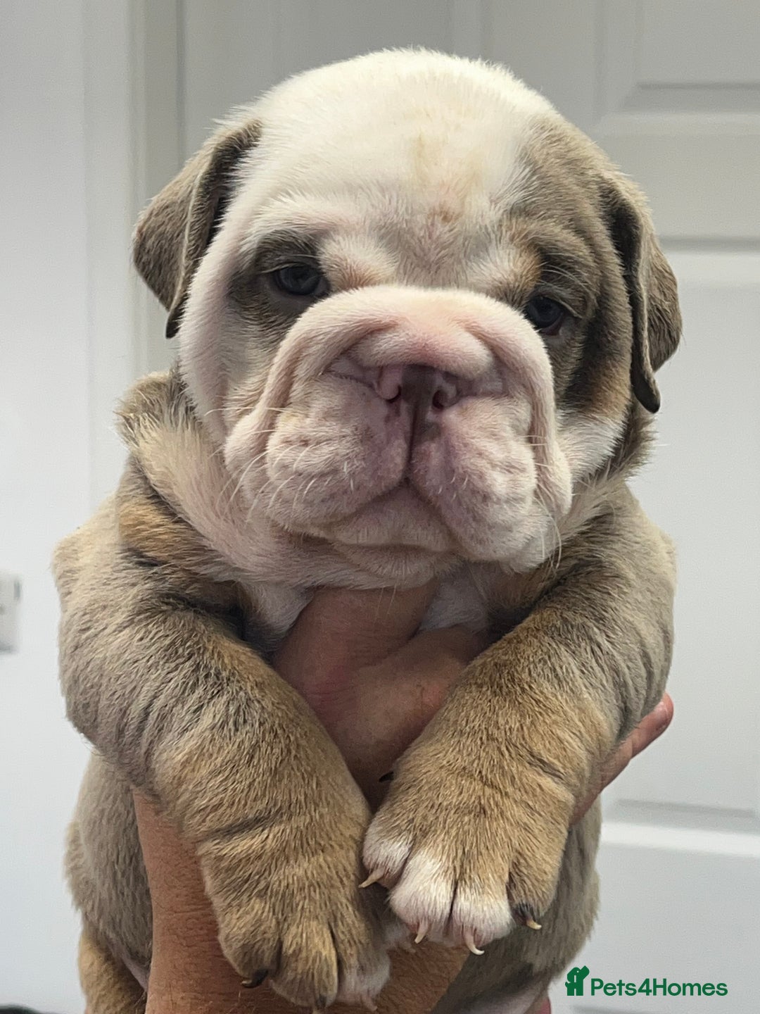 English Bulldog dogs for sale: English bulldog bible John lines  - Image 13