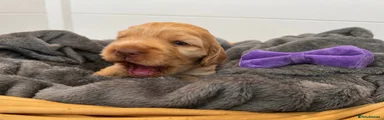 Purple girl