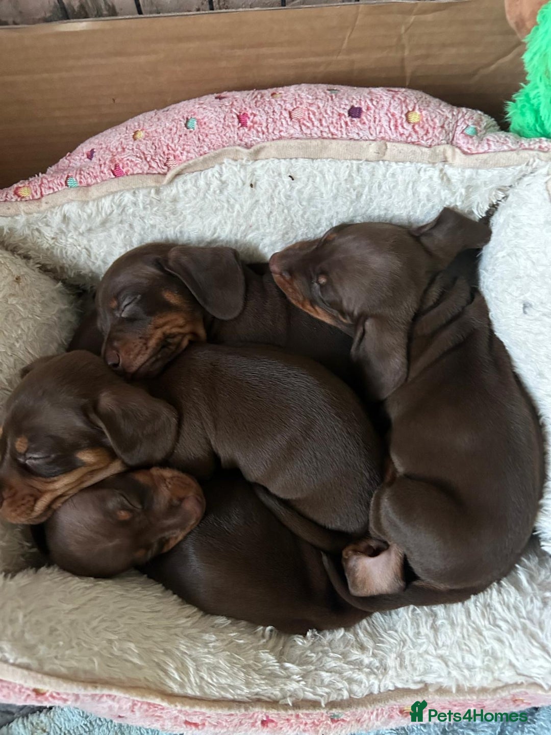 Miniature Dachshund dogs for sale: 1 girl & 3 boys ready Now Mini Dachshunds  - Image 24
