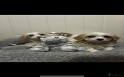 Cavachon dogs for sale: Cavachon Puppies  - Advert 10