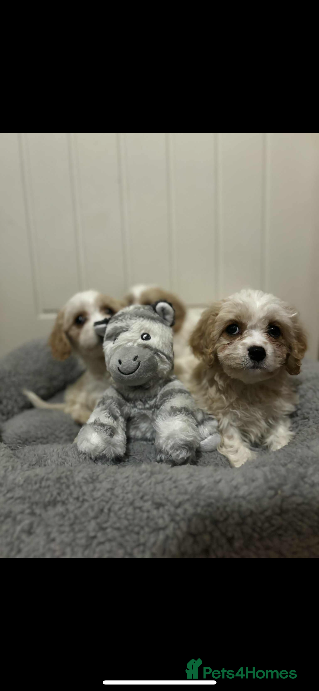 Cavachon dogs for sale: Cavachon Puppies  - Advert 10