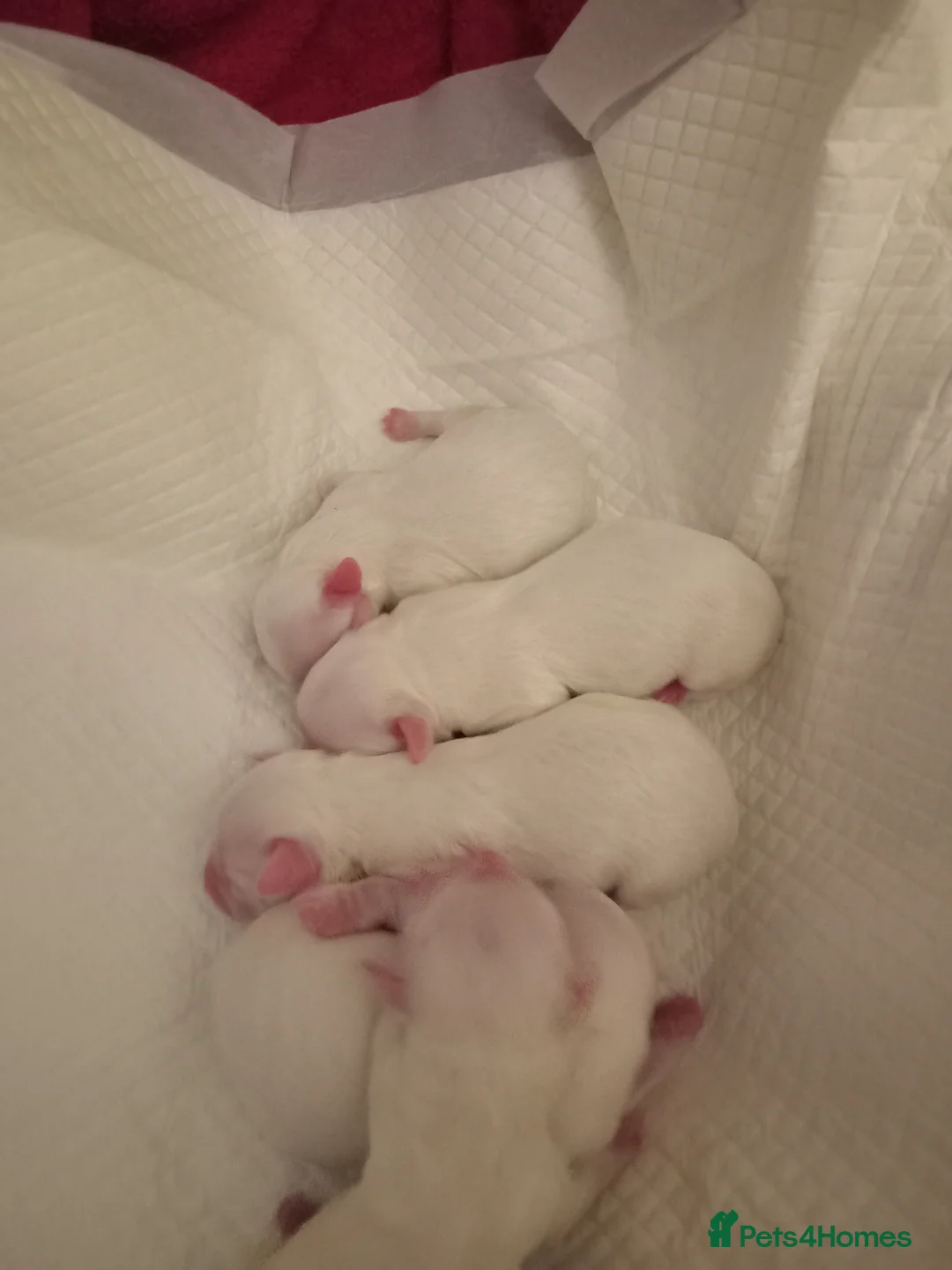 Maltese dogs for sale: 5 unsexed puppies flexi price  - Advert 3