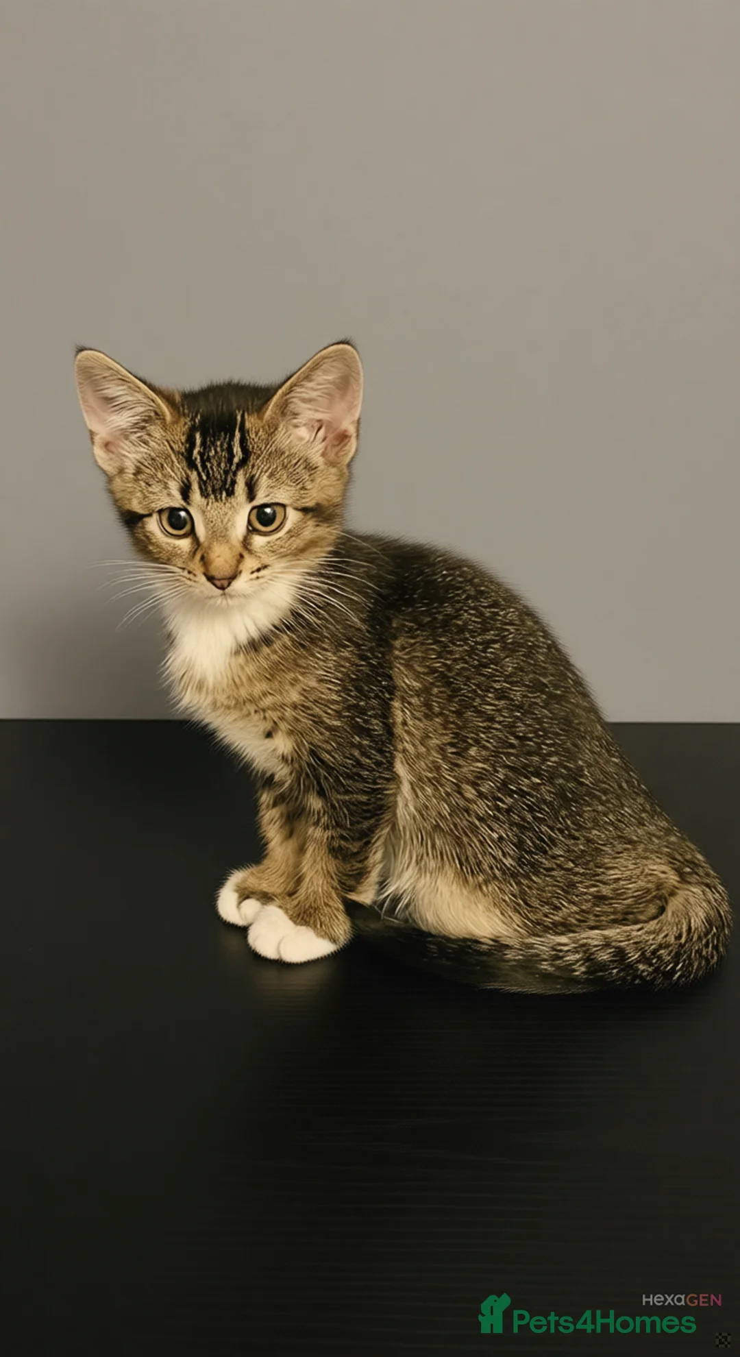 Mixed Breed cats for sale: Kittens available now - Advert 3