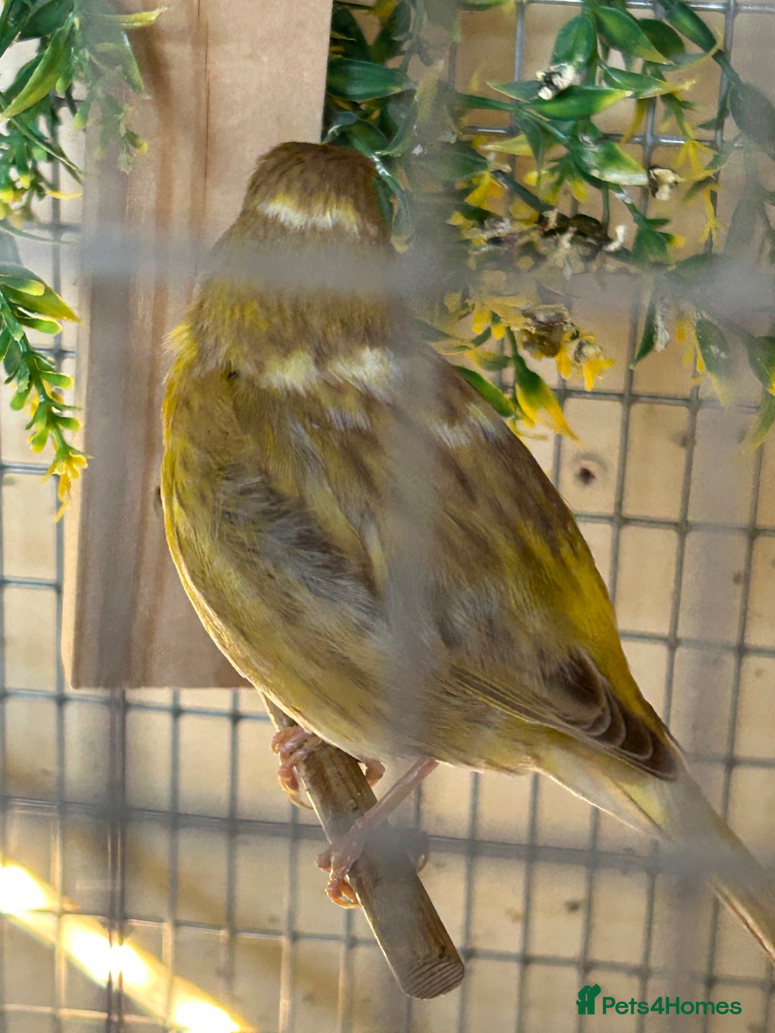 Canaries birds PAIR OF FIFE CANARY'S - Advert 11