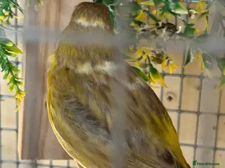 Canaries birds PAIR OF FIFE CANARY'S - Advert 11