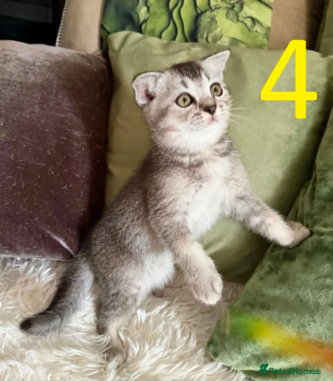Scottish Fold cats for sale: 5 kittens  - Advert 2