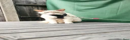 LaPerm cats for sale: Gentle Adult LaPerm male - Advert 3