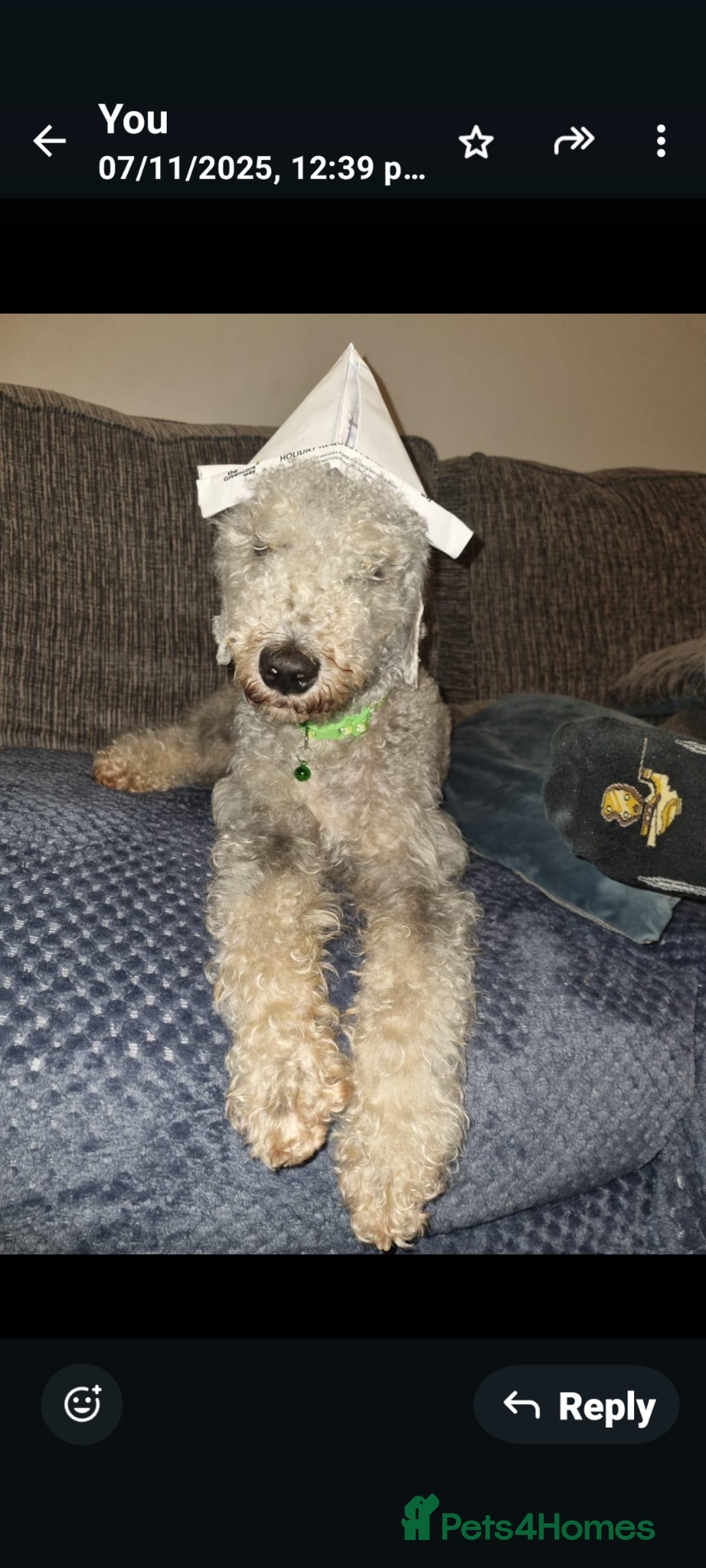 Bedlington Terrier dogs for sale: DNA tested purebred Bedlington terrier  - Advert 8