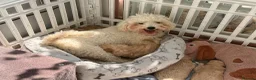 Poochon dogs for sale: Adorable Poochon puppies  - Advert 16