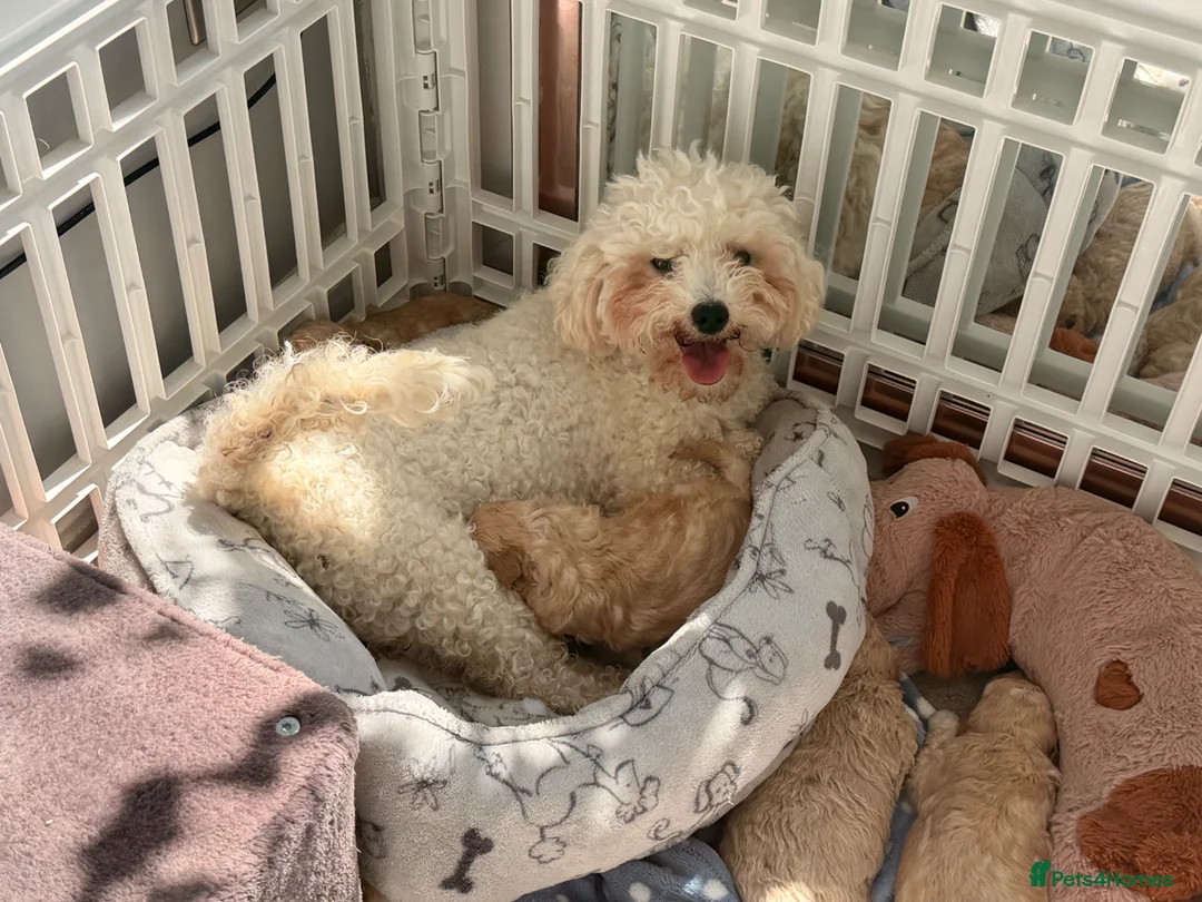 Poochon dogs for sale: Adorable Poochon puppies  - Advert 16