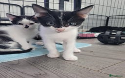 Mixed Breed cats for sale: Mixed breed kittens  - Image 1