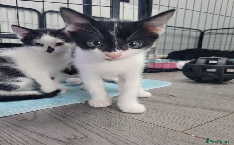 Mixed Breed cats - Advert 8