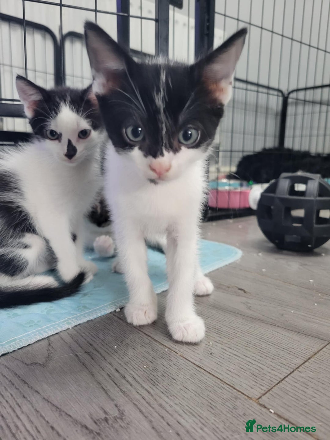 Mixed Breed cats for sale: Mixed breed kittens  - Image 1