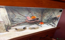 Discus fish for sale: Discuss Plus Phantom - Image 2